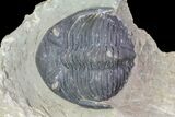 Bargain, Hollardops Trilobite - Visible Eye Facets #75473-2